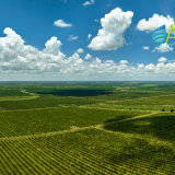 pesticide removal Polk County FL, Polk County water filtration, Lakeland water testing, Bartow water contamination, whole-house pesticide filter Florida, herbicide in drinking water FL, agricultural runoff water system, glyphosate water filter Polk, well water pesticide solution, safe water Polk County homes